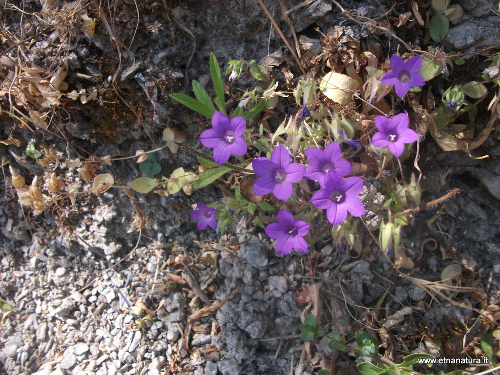 Campanula dichotoma