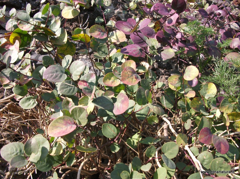 Capparis spinosa