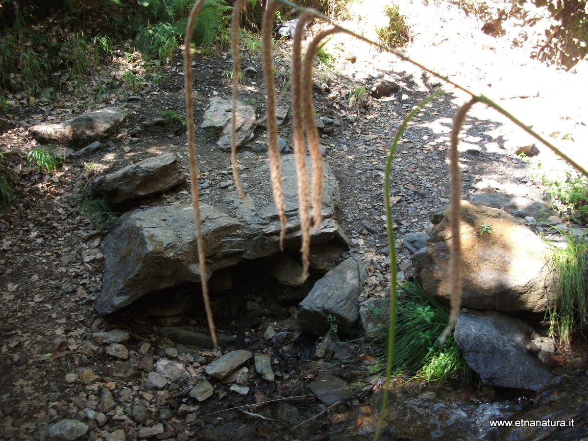 Carex pendula