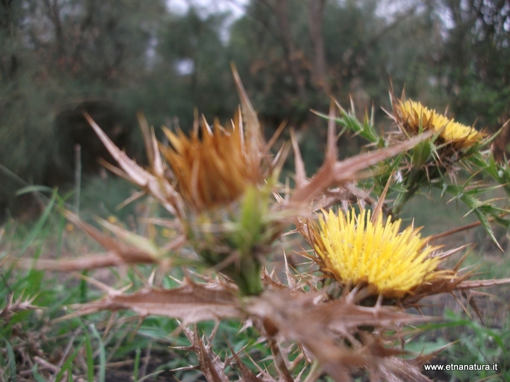 Carlina corymbosa