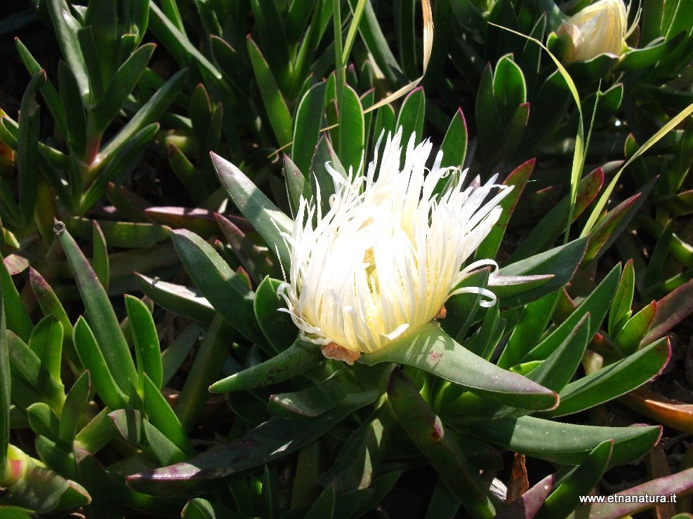 Carpobrotus