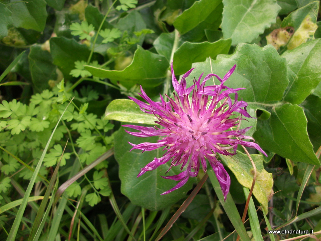 Centaurea aspera