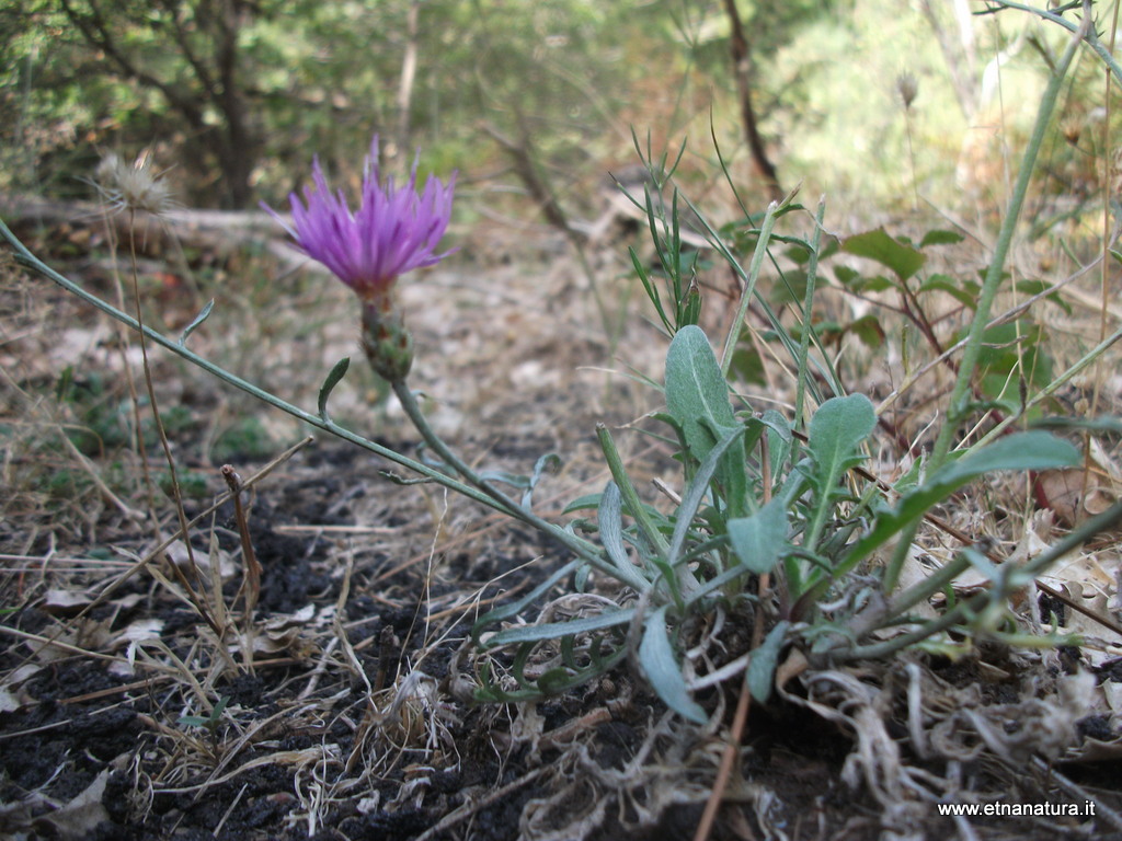 Centaurea giardinae