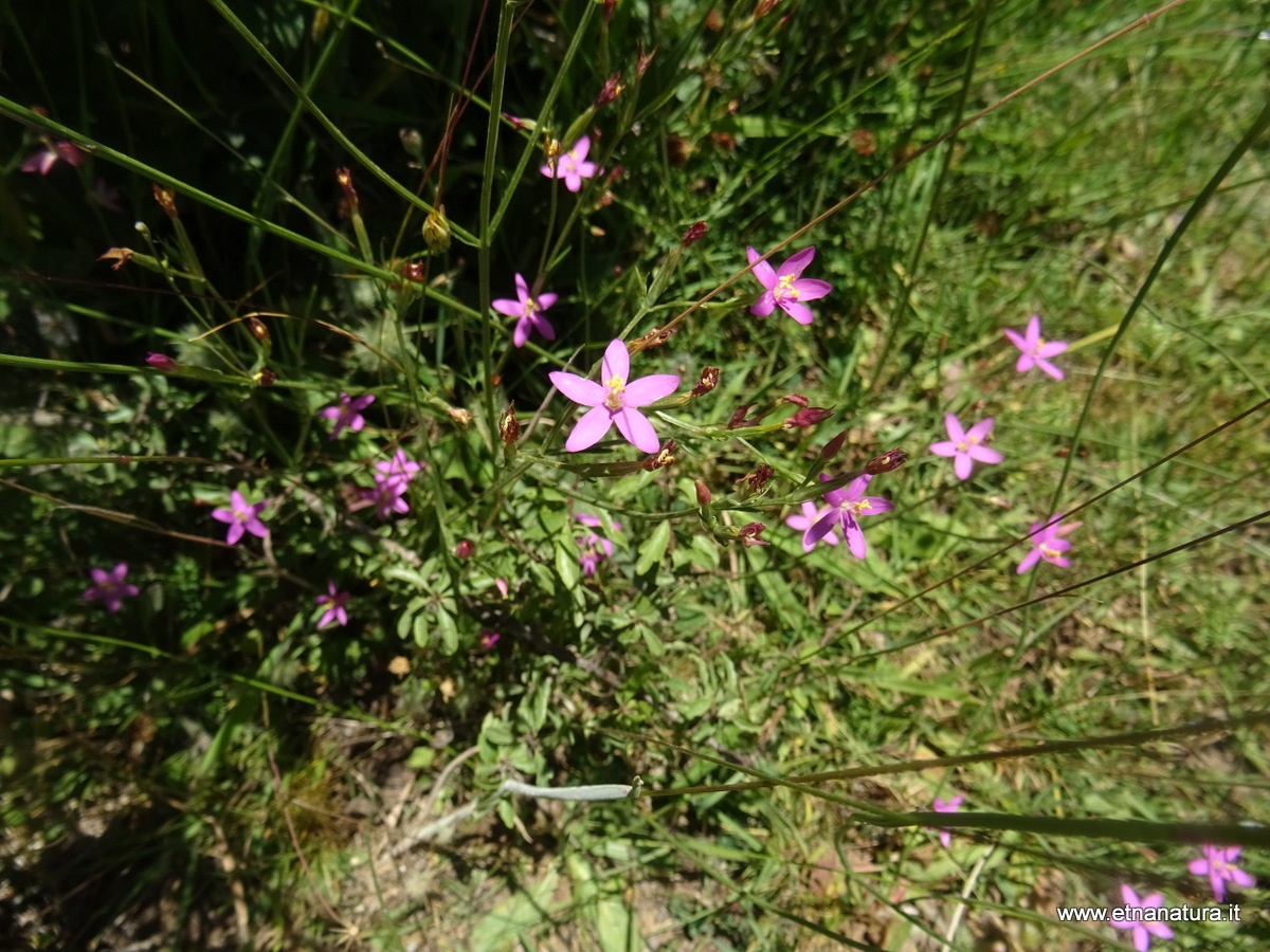 Centaurium erythraea