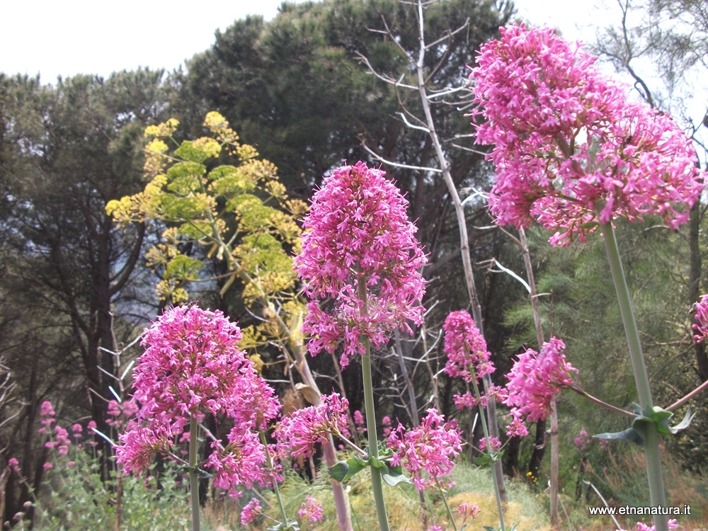 Centranthus ruber