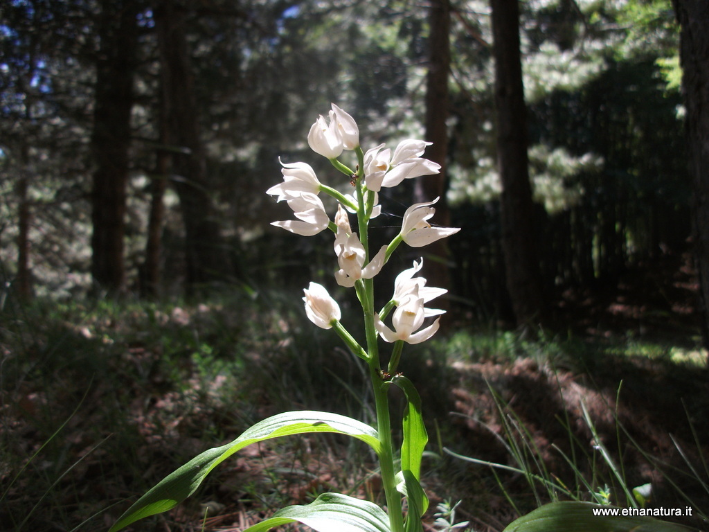 Cephalanthera longifolia