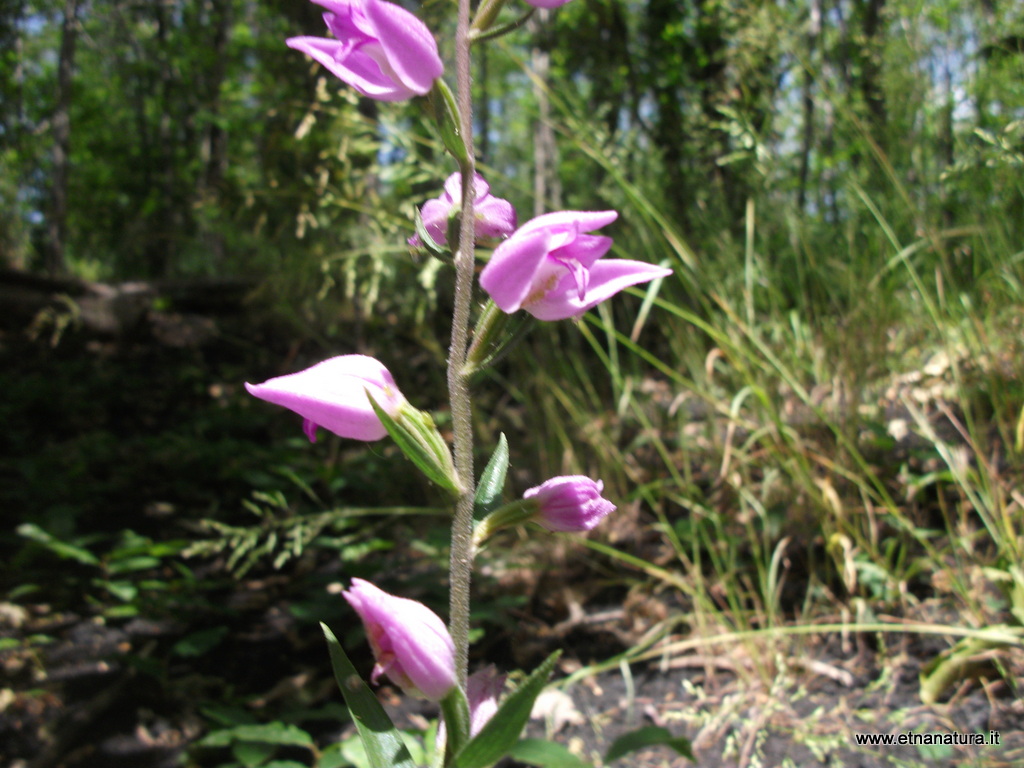 Cephalanthera rubra