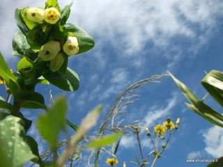 Cerinthe major