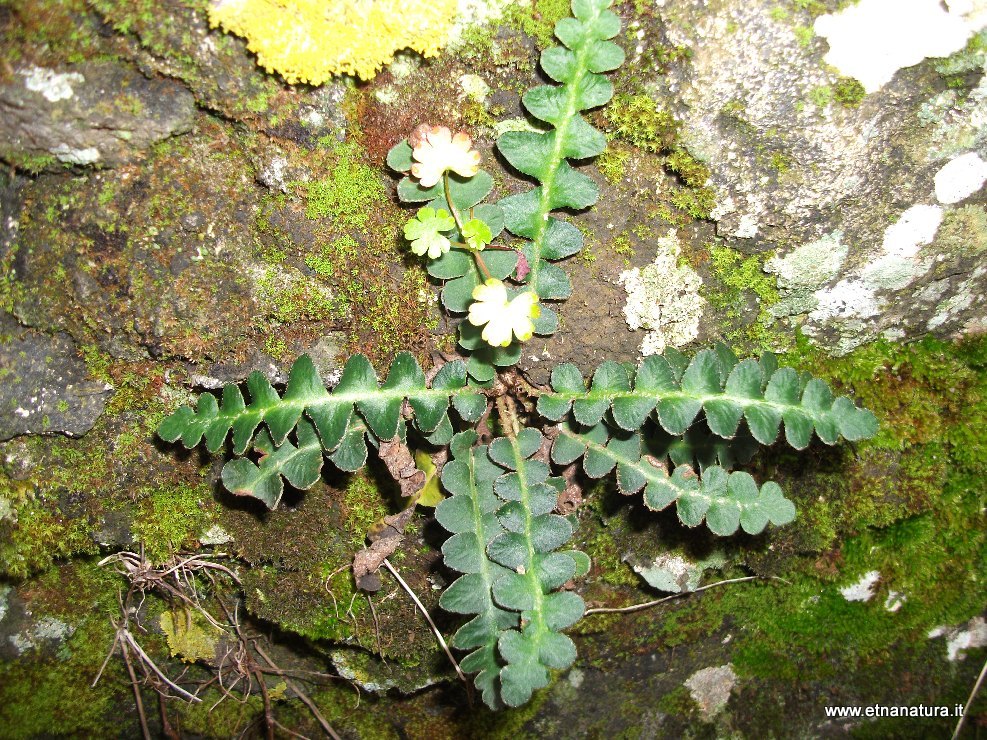 Ceterach officinarum Willd