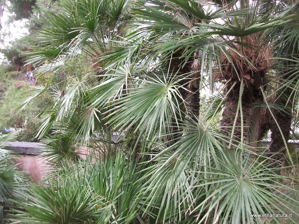 Chamaerops humilis