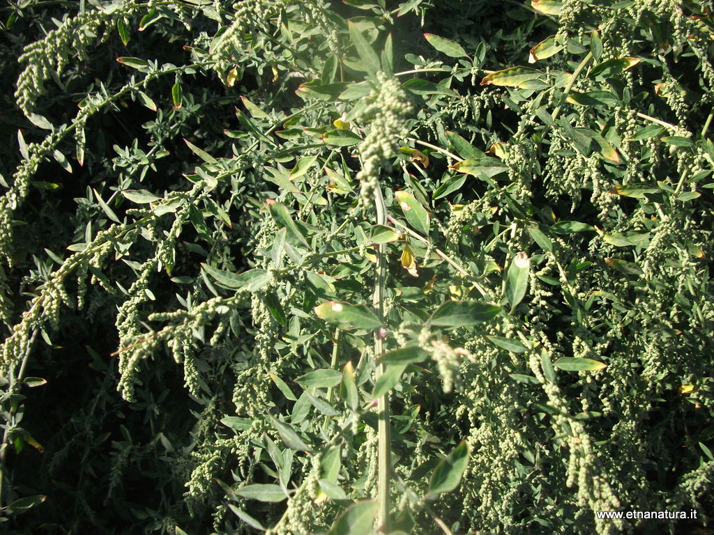 Chenopodium album