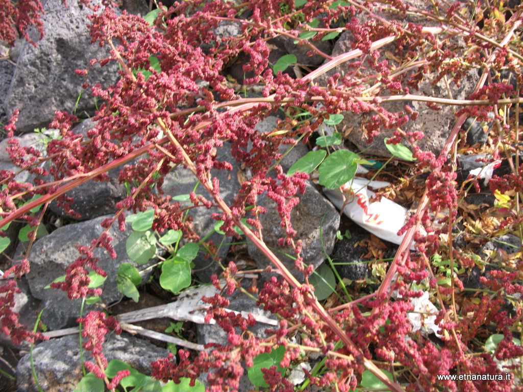 Chenopodium polyspermum