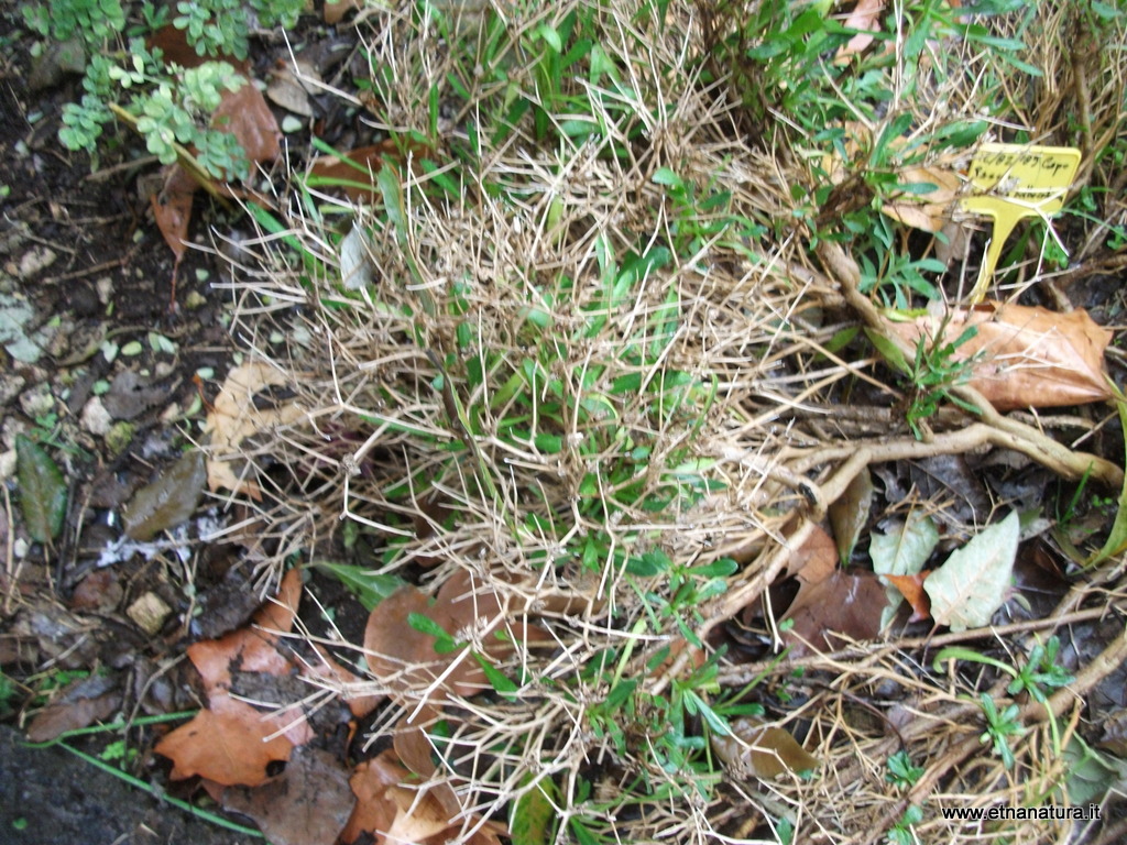 Cichorium spinosum