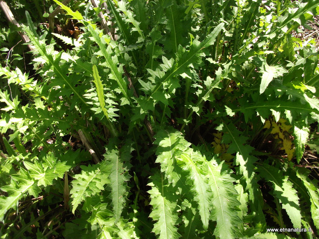 Cirsium creticum