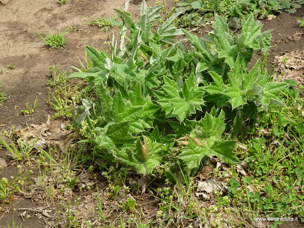 Cirsium scabrum