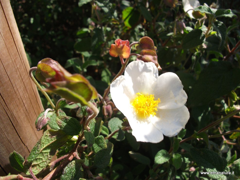 Cistus salvifolius