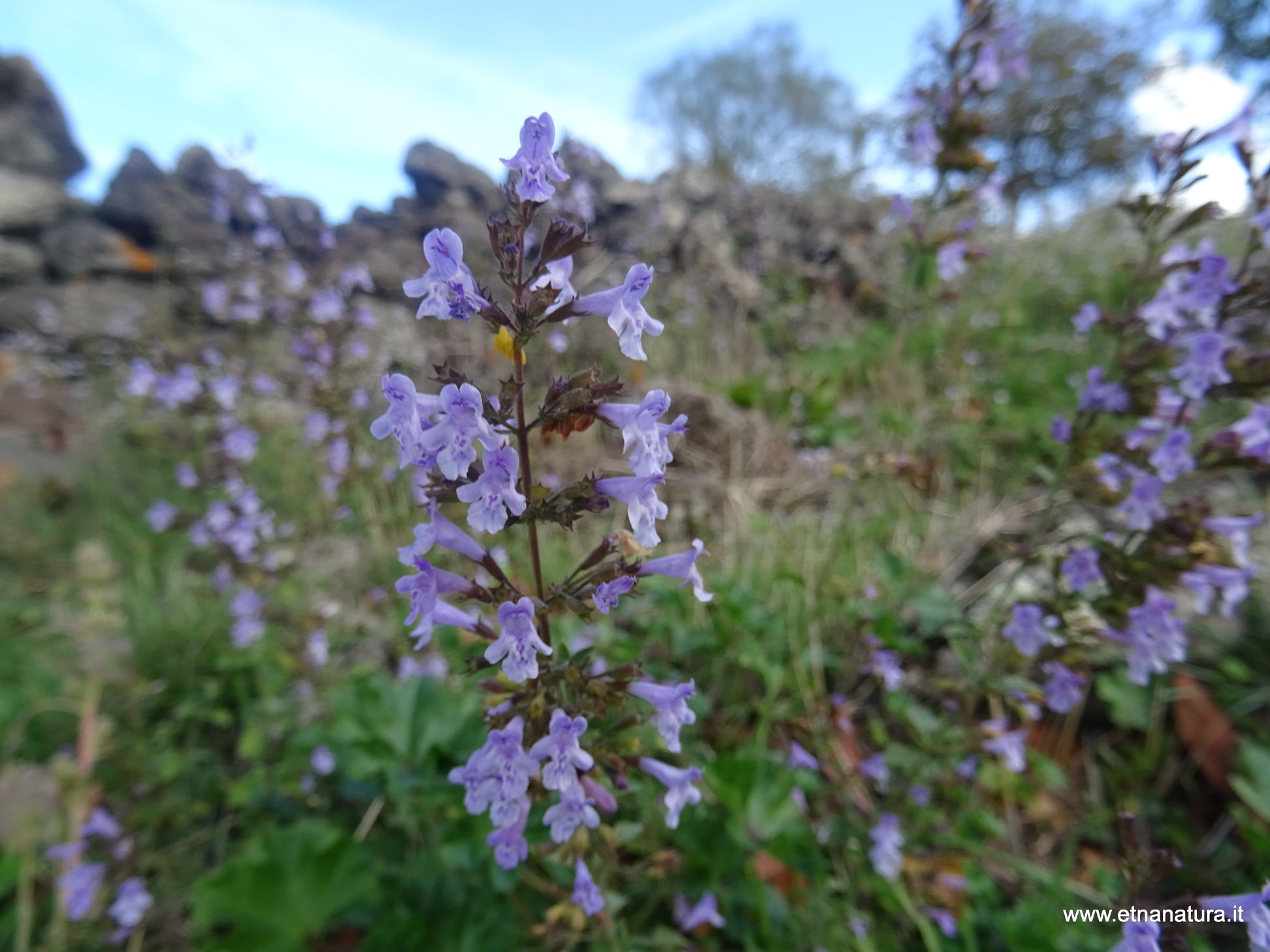 Clinopodium nepeta