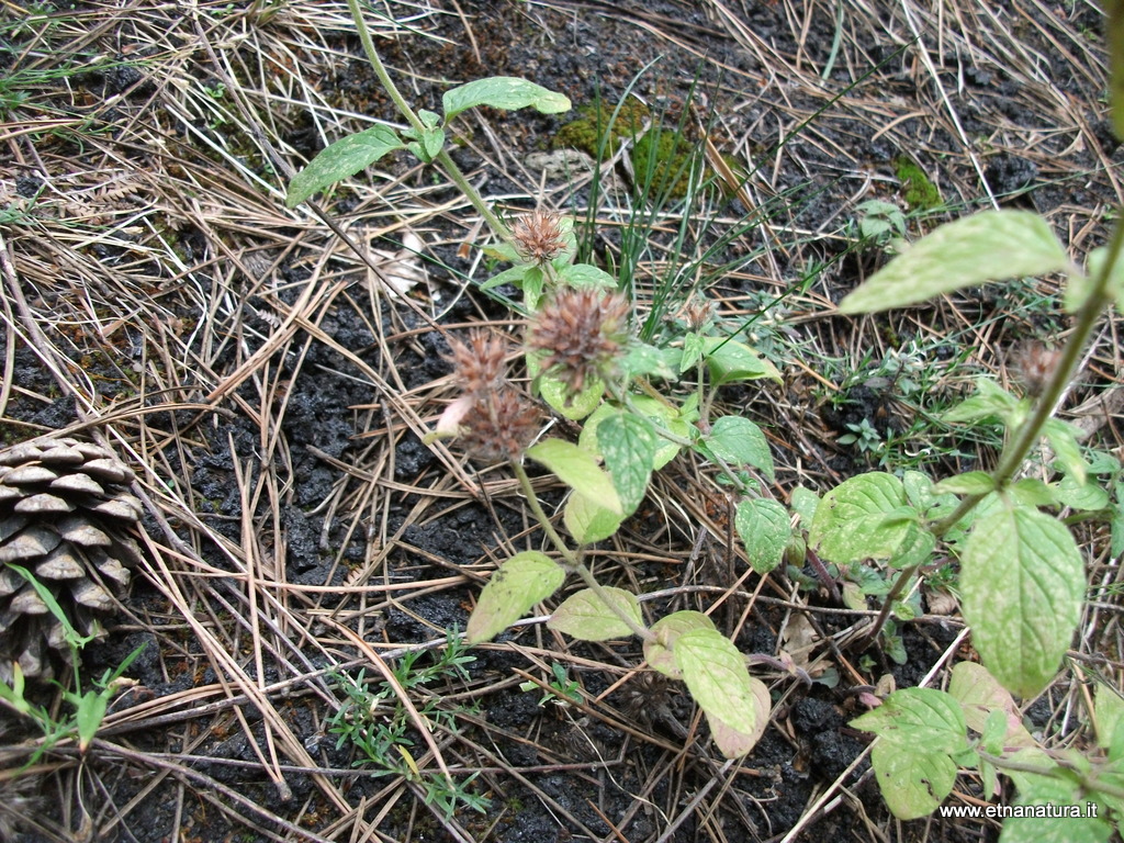 Clinopodium vulgare