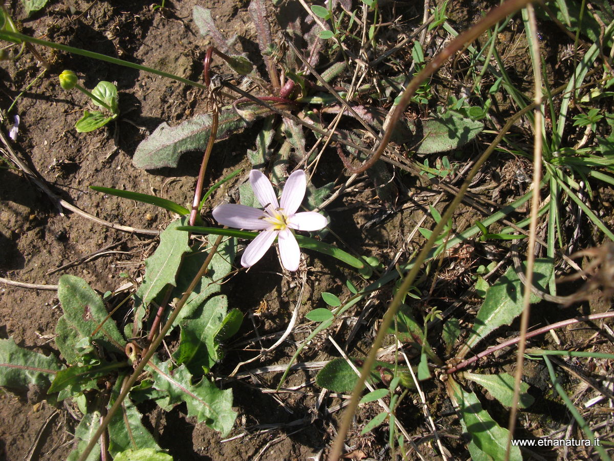 Colchicum cupanii