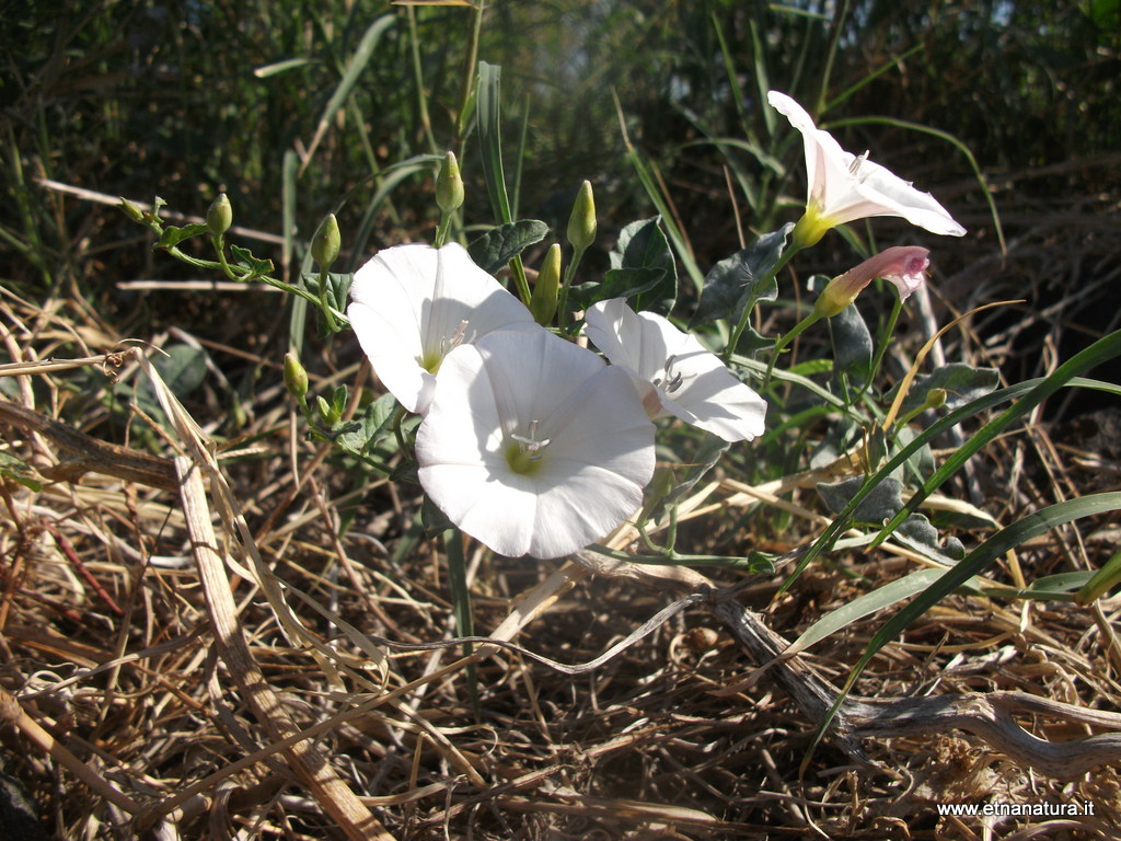 Convolvulus