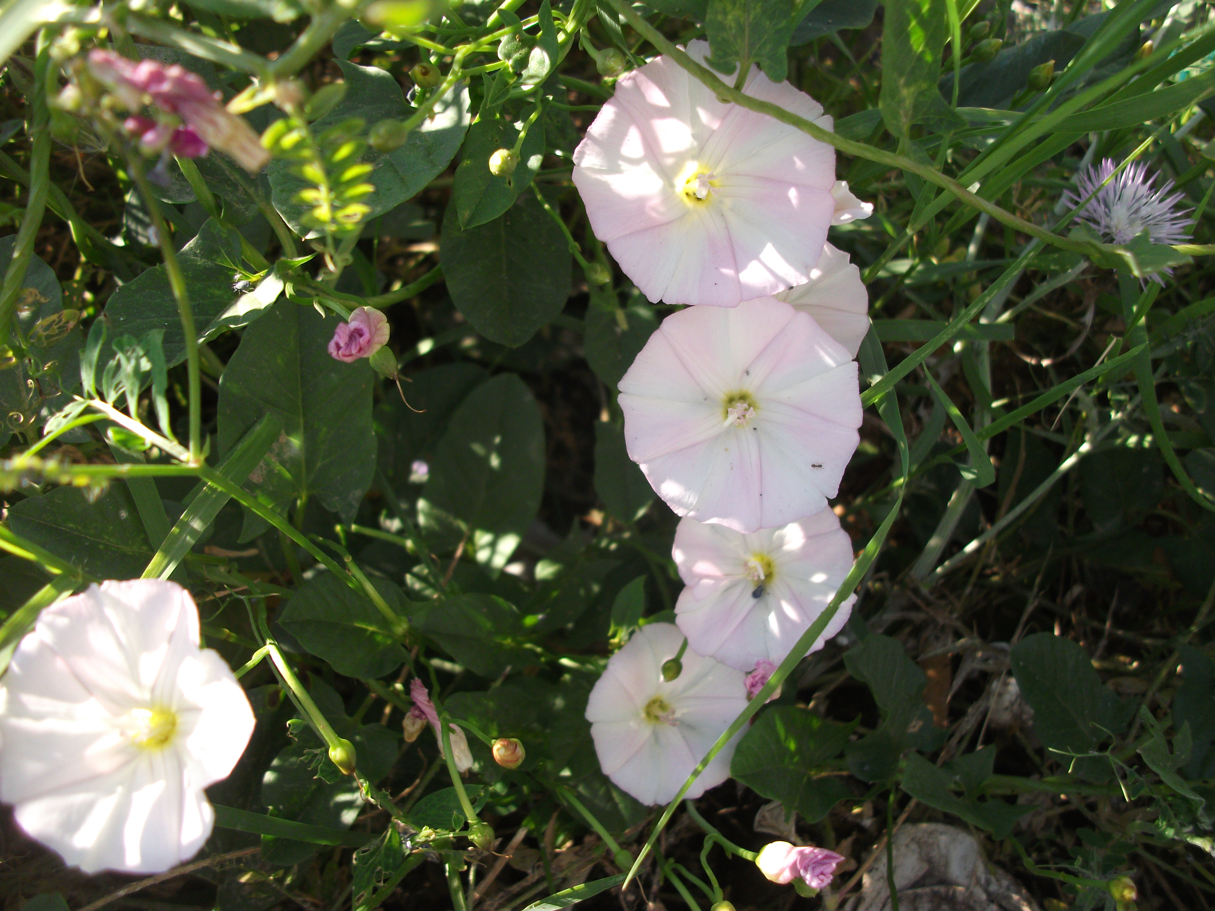 Convolvulus arvensis