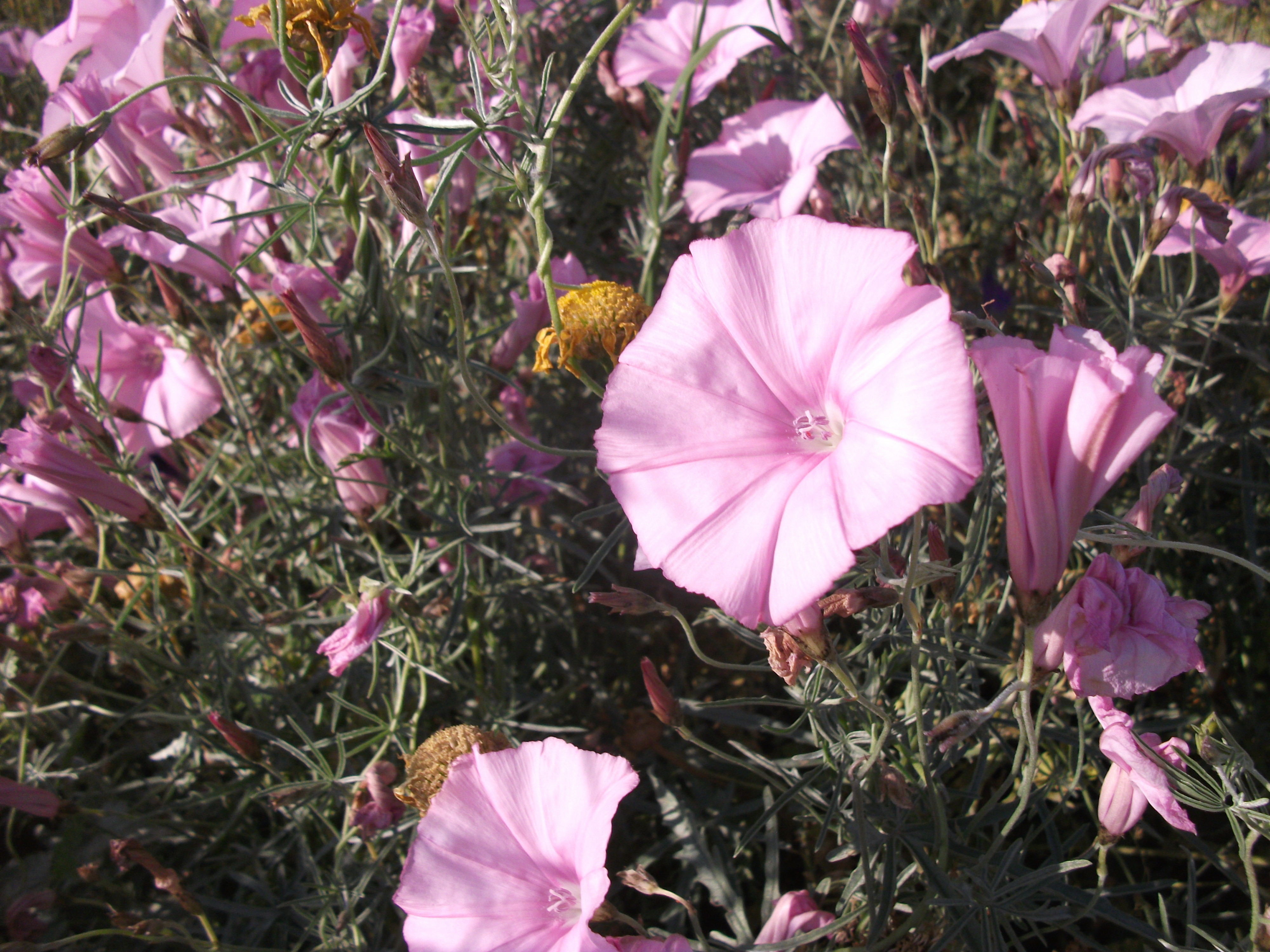 Convolvulus elegantissimus