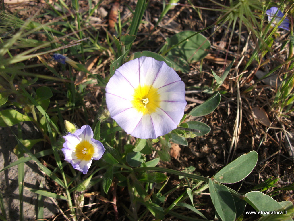 Convolvulus tricolor