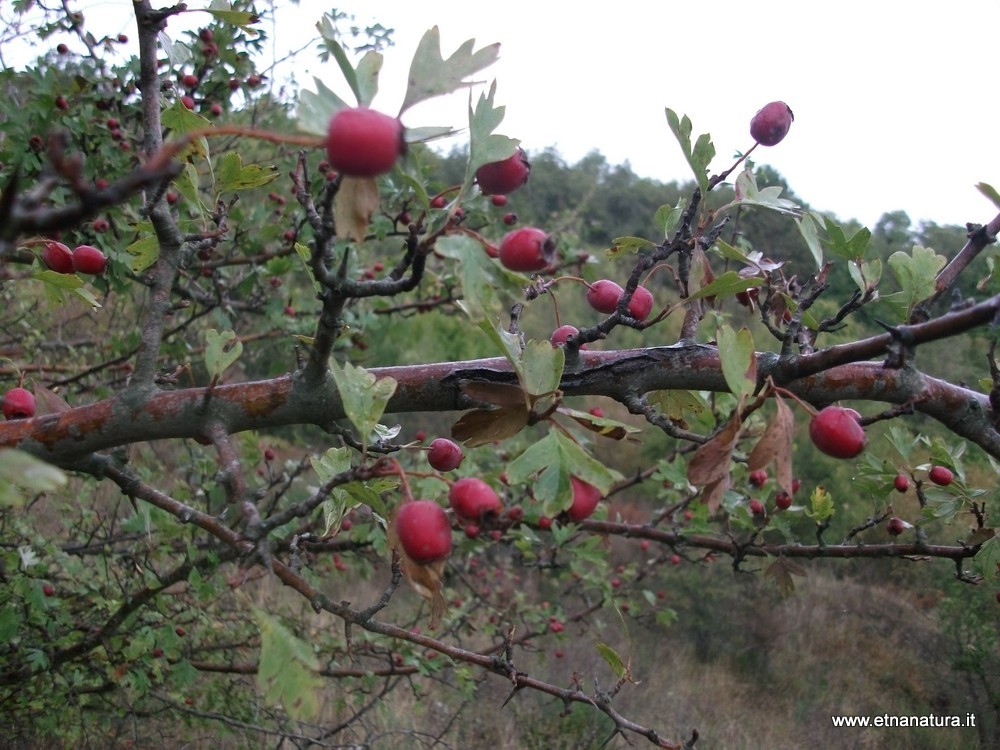 Crataegus monogyna