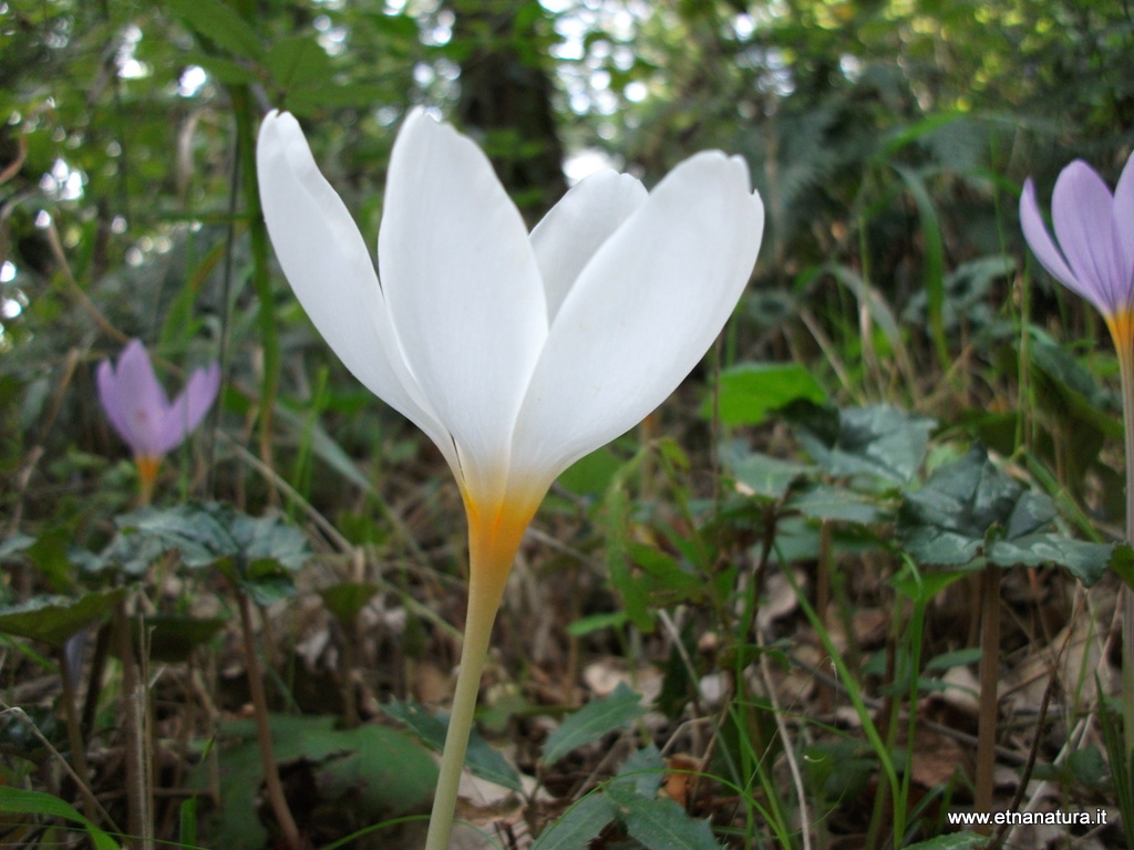 Crocus longiflorus bianco