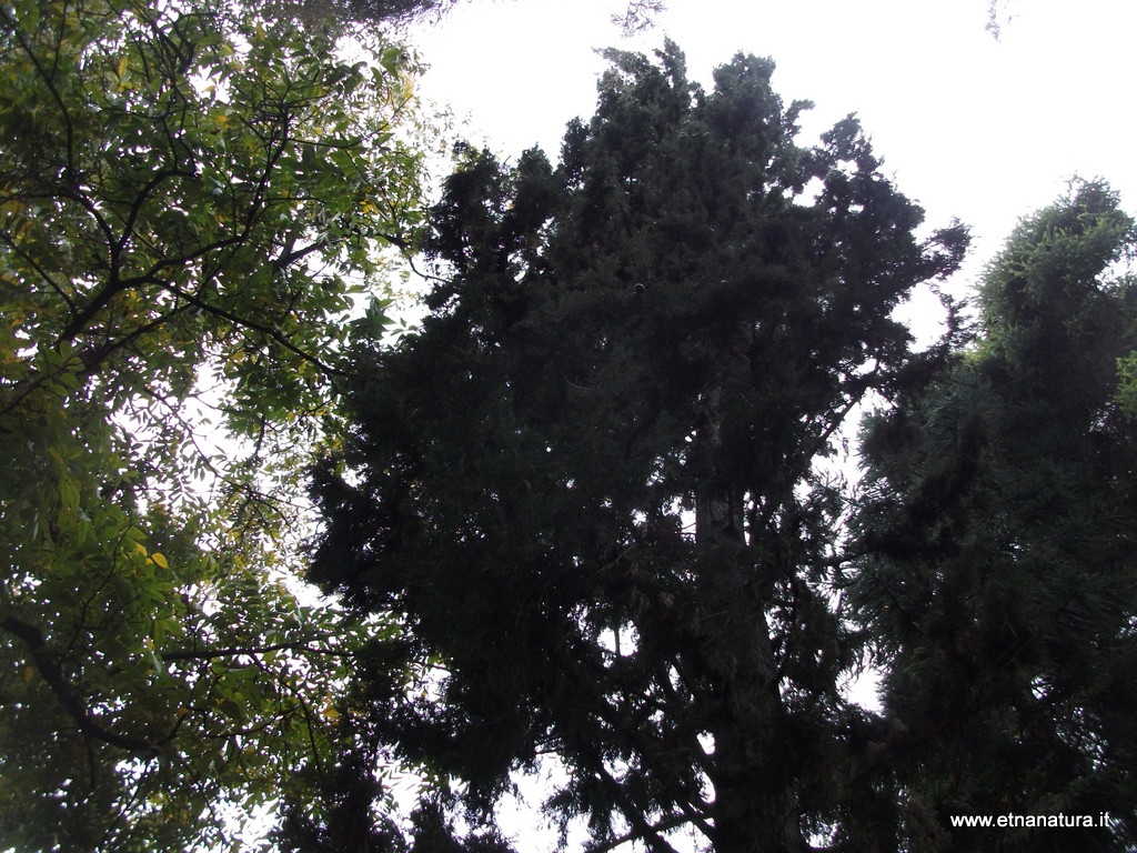 Cupressus sempervirens