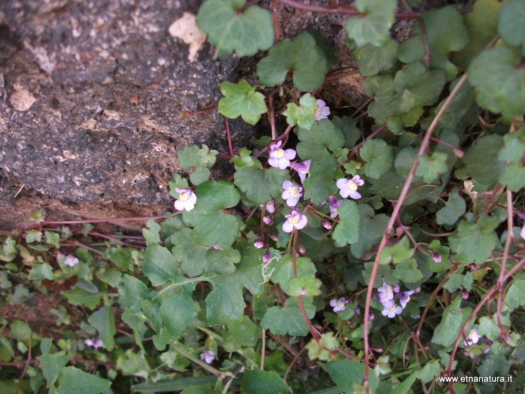 Cymbalaria muralis