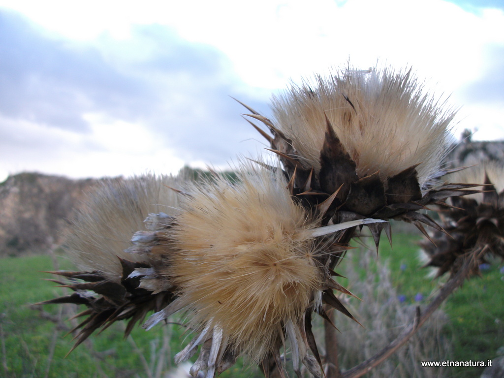 Cynara cardunculus