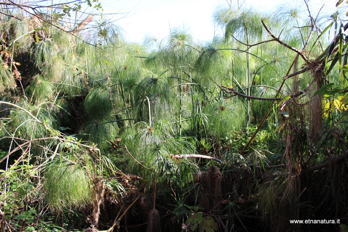 Cyperus papyrus