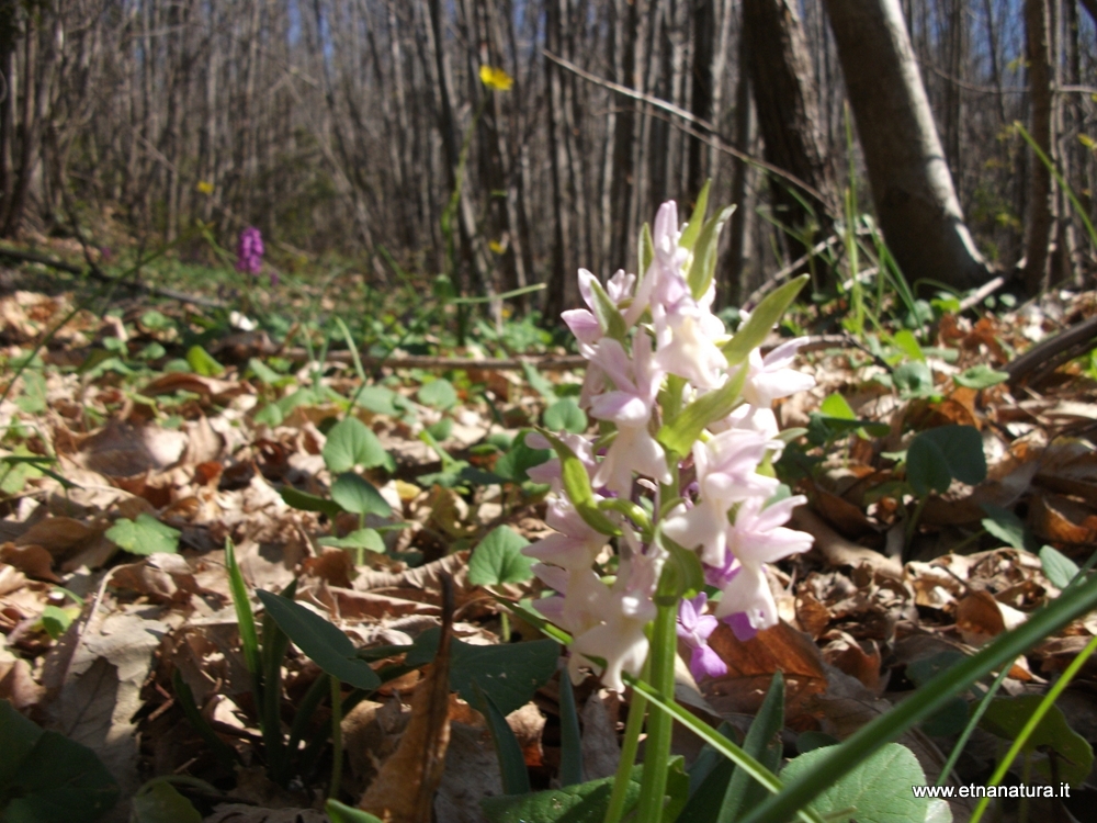 Dactylorhiza romana bianca