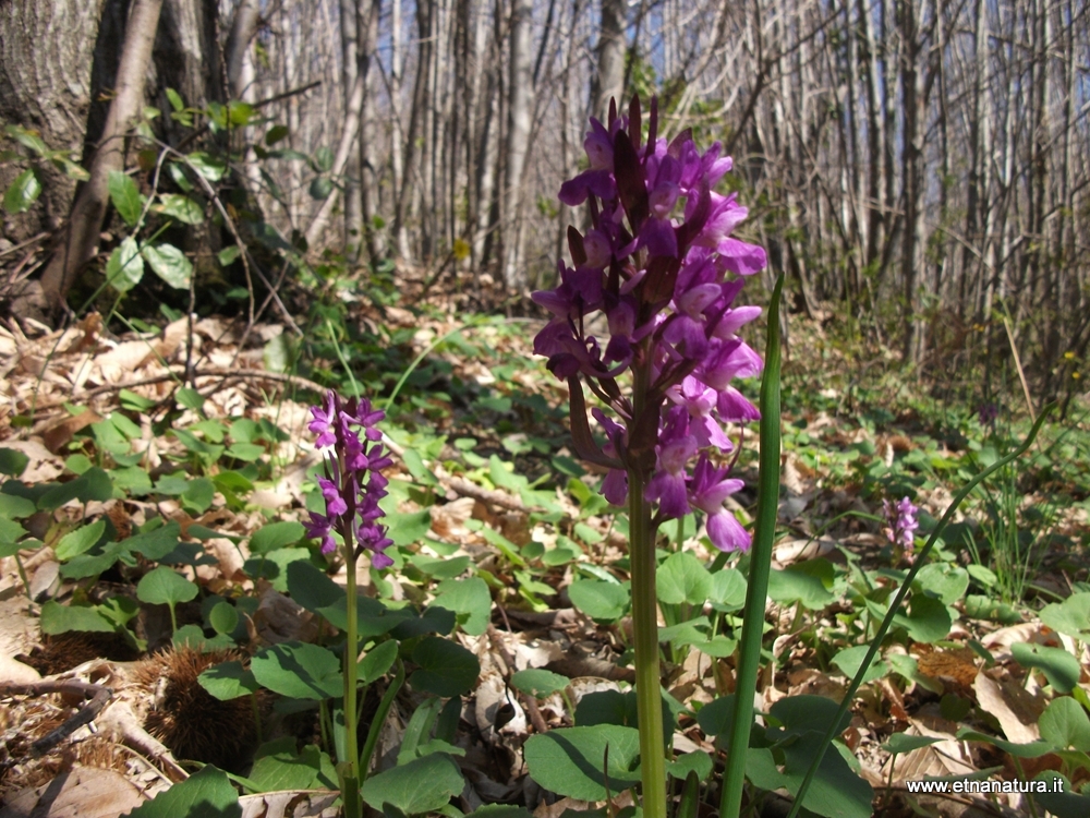 Dactylorhiza romana viola