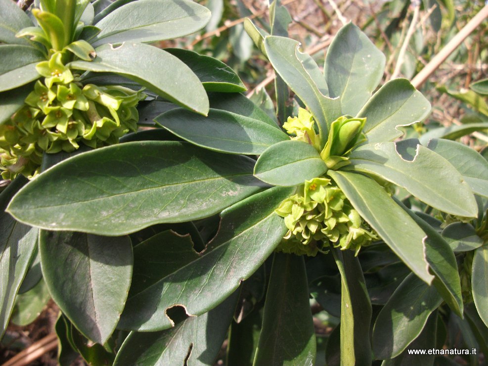 Daphne laureola