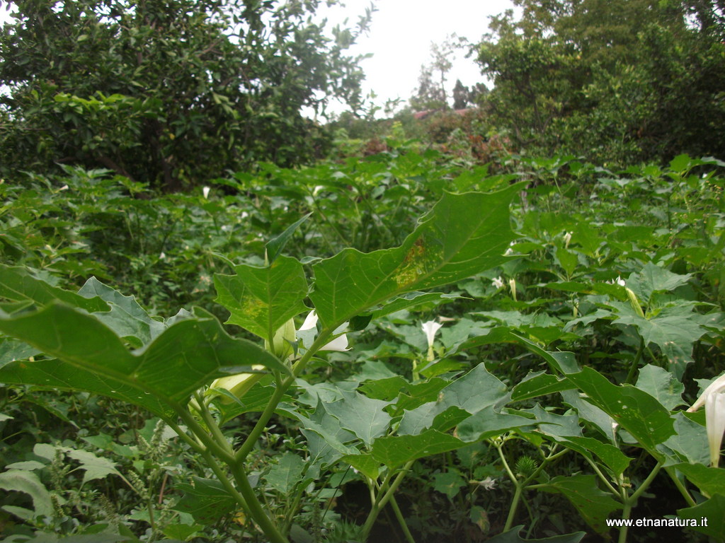 Datura stramonium