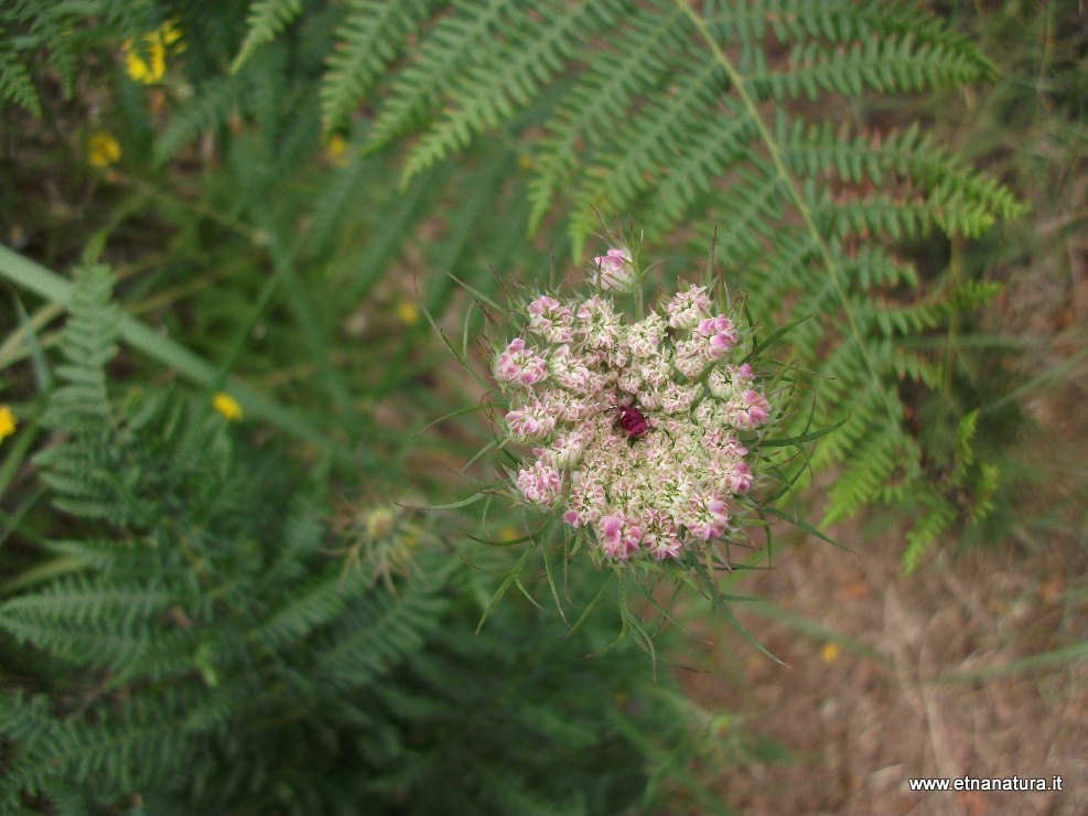 Daucus carota