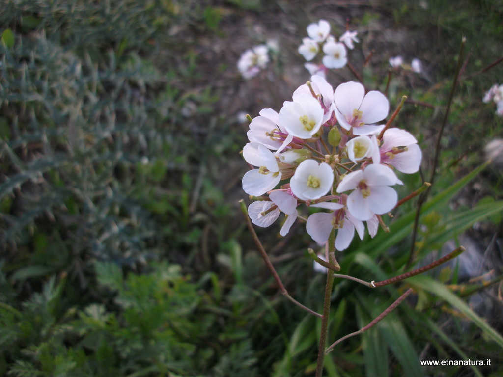 Diplotaxis erucoides