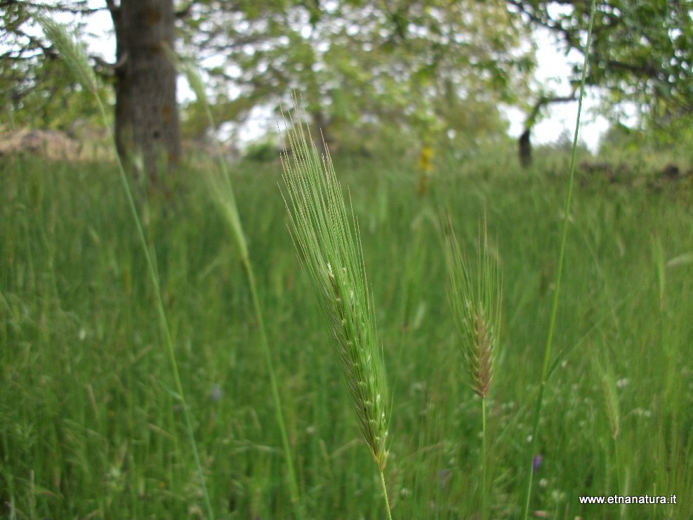 Echinochloa crus-galli