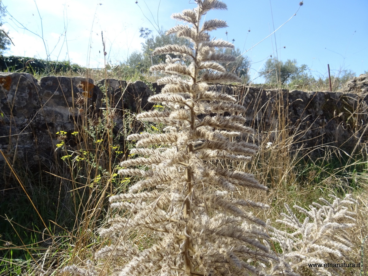 Echium italicum