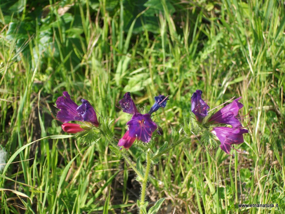 Echium plantagineum