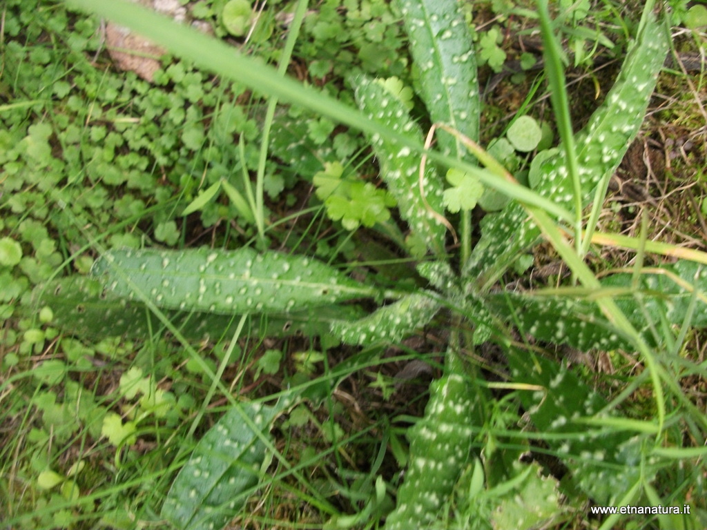 Echium vulgare