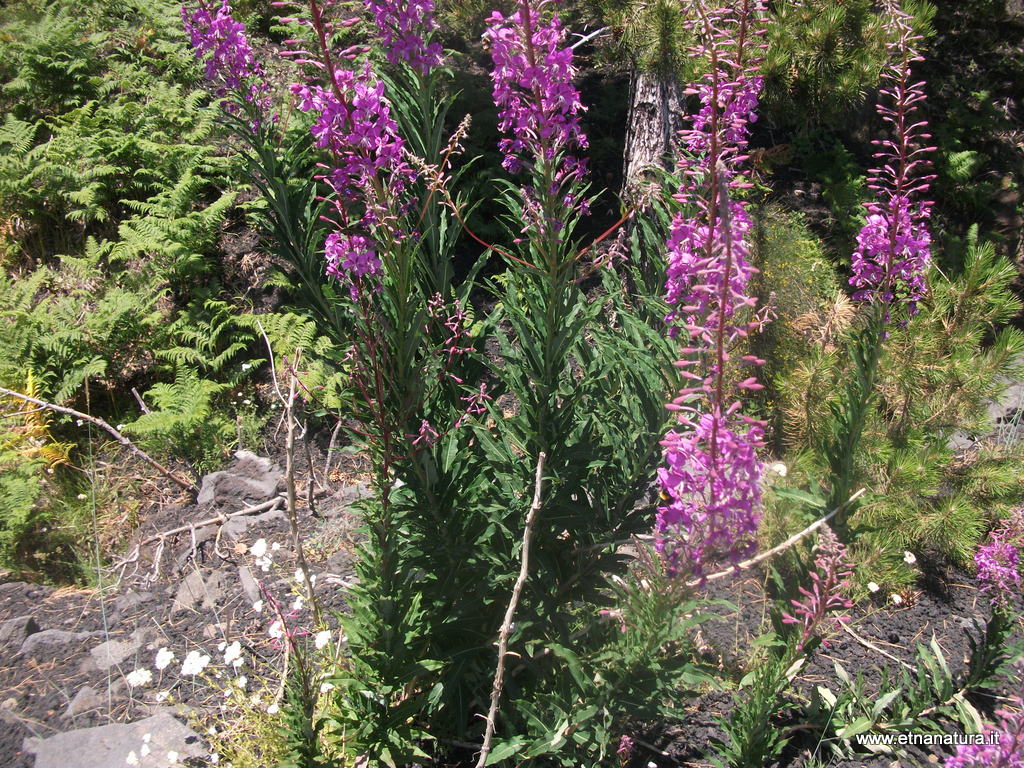 Epilobium angustifolium