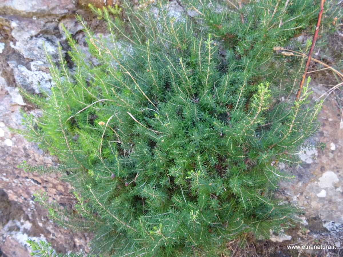 Erica arborea