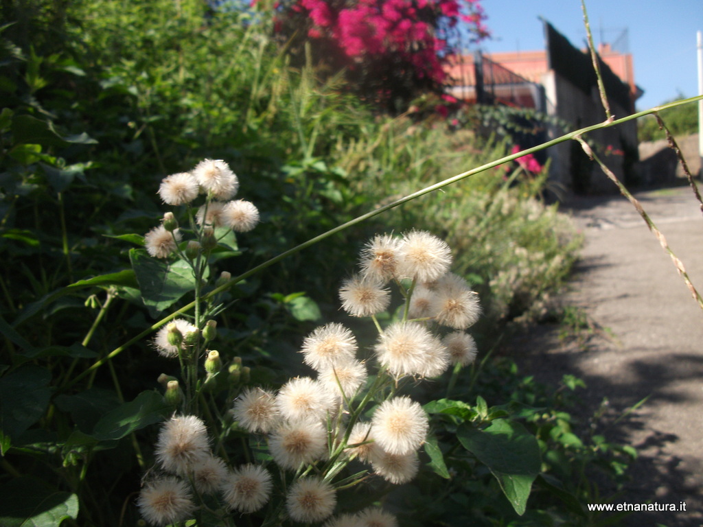 Erigeron bonariensis