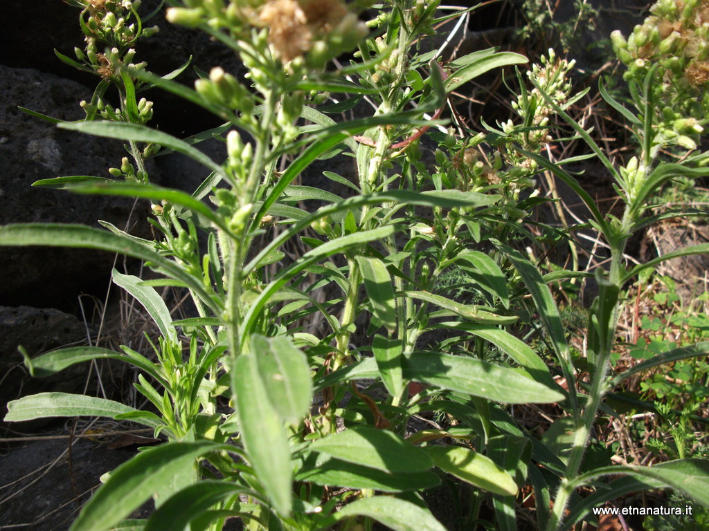 Erigeron sumatrensis