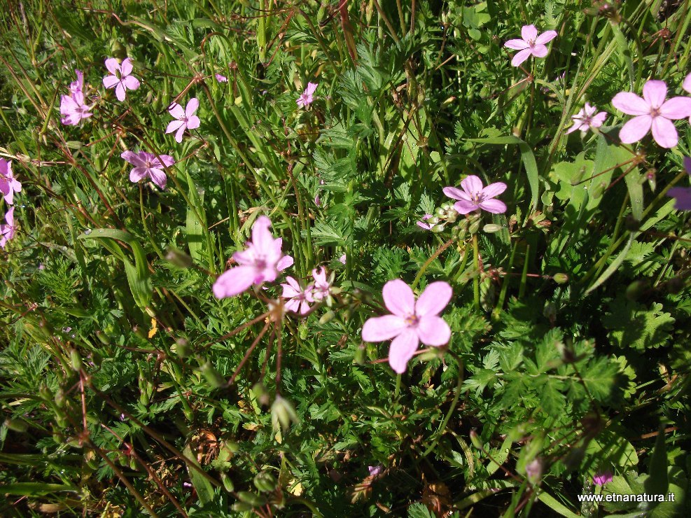 Erodium cicutarium