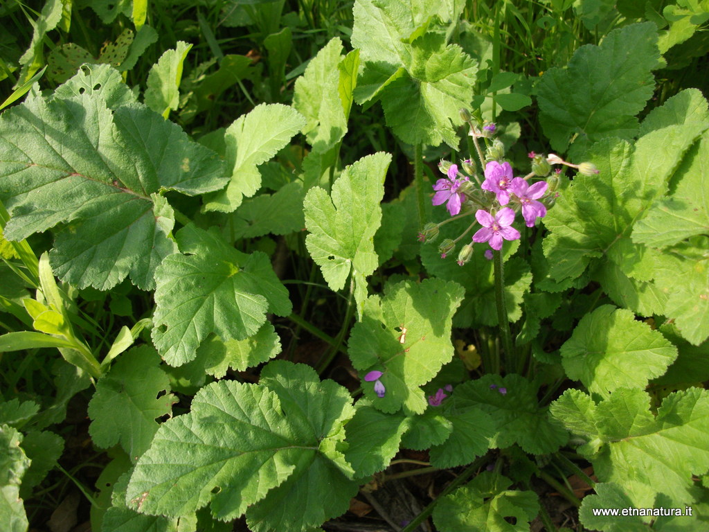 Erodium malacoides