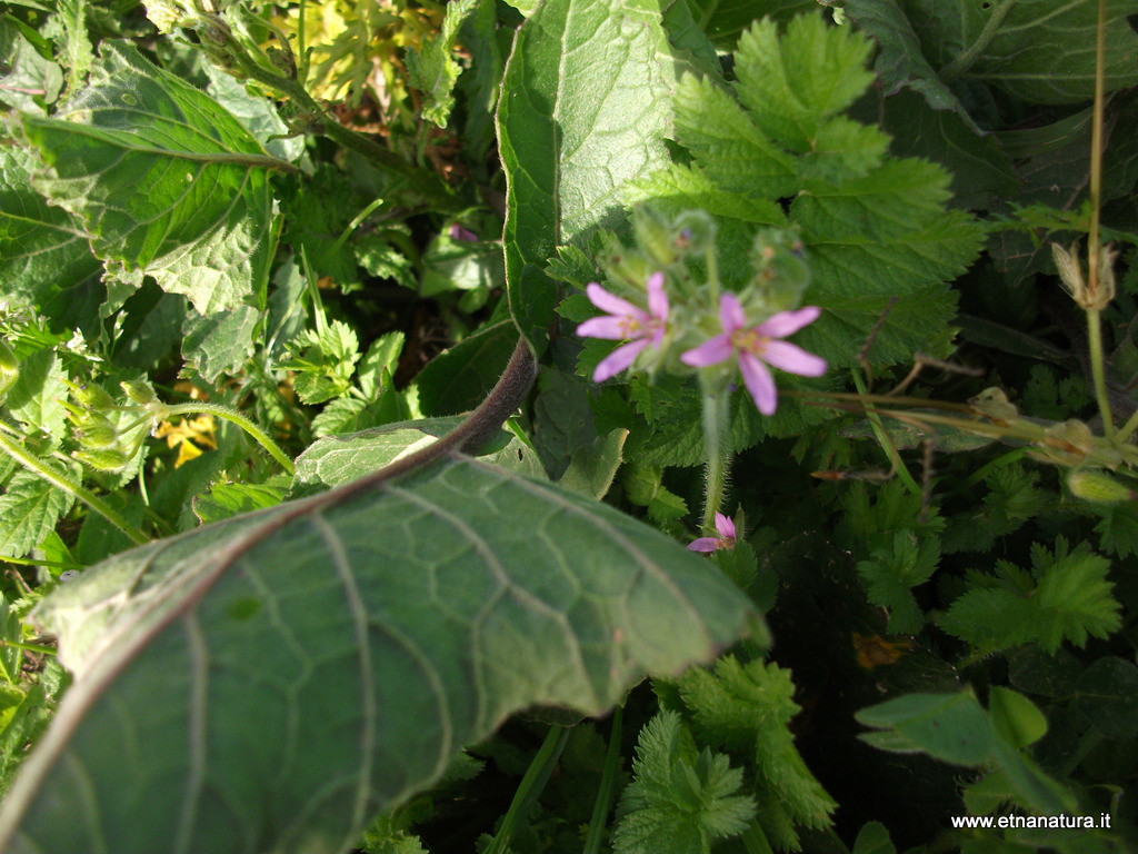 Erodium moschatum